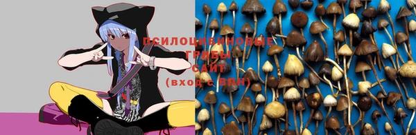 стафф Аркадак